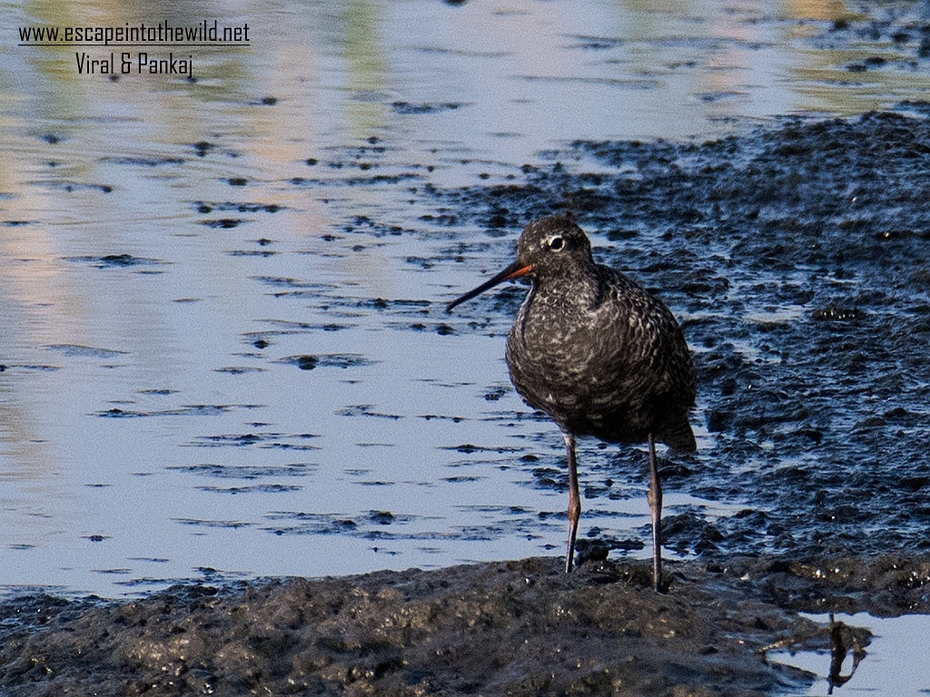 Spotted Redshank